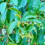 Azara petiolaris Flower