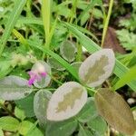 Desmodium paniculatum Leaf