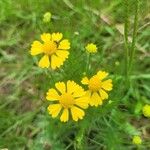 Helenium amarum Kvet