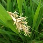 Carex hirta Flower