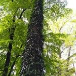 Hedera nepalensis Natur