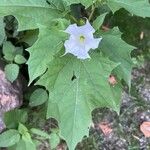 Datura stramoniumKvět