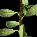 Cotoneaster integrifolius Blad