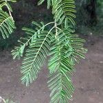 Albizia harveyi 葉