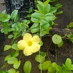 Allamanda cathartica花