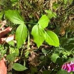 Lathyrus venetus Blad