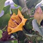 Solandra maxima Blüte