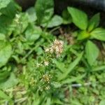 Solidago bicolor Blomst