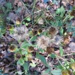 Inula conyza Outro