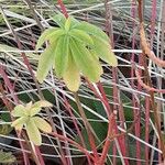 Euphorbia epithymoides Levél