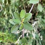 Muehlenbeckia hastulata Hoja