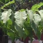 Ipomoea intrapilosa Φύλλο