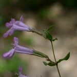 Micromeria marginata Anders