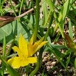 Gagea fragifera 花