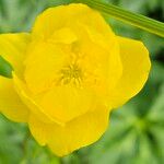 Trollius europaeusЦвят