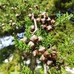 Cupressus goveniana Fruit