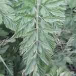 Daucus carotaFeuille