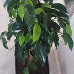 Ficus retusa