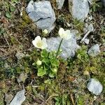 Parnassia palustris Blüte