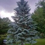 Abies concolor Habitat