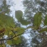 Betula maximowicziana 葉