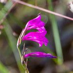 Gladiolus palustris Flor