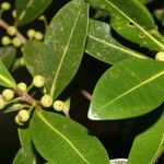 Ficus americana List