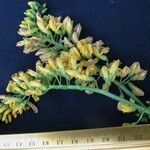 Platymiscium pinnatum Іншае