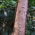 Camptotheca acuminata Rinde