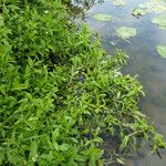 Myosotis nemorosa Habit