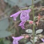 Calamintha grandiflora 花
