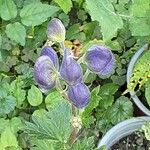 Aconitum variegatum Flower