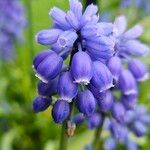 Muscari armeniacum Квітка