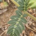 Tribulus terrestris Лист