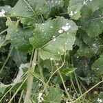 Crambe cordifolia Leaf