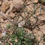 Polygala alba Pokrój