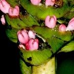 Renealmia costaricensis 花