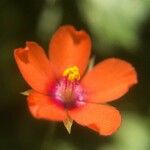 Lysimachia arvensis Floare