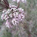 Seseli annuum Blüte
