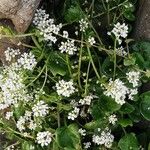 Cochlearia anglica आदत