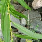 Salix viminalis Leaf