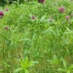 Trifolium alpestre Hàbitat