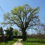 Quercus petraea 整株植物