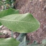 Acokanthera oppositifolia Leaf