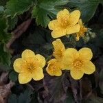 Waldsteinia ternata Çiçek