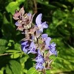 Salvia nemorosa Flower