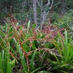 Aechmea blanchetiana Leaf