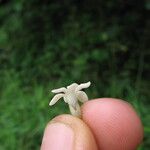 Sanrafaelia ruffonammari Flor