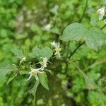 Solanum americanum Blomst
