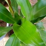 Dracaena arborea Hoja